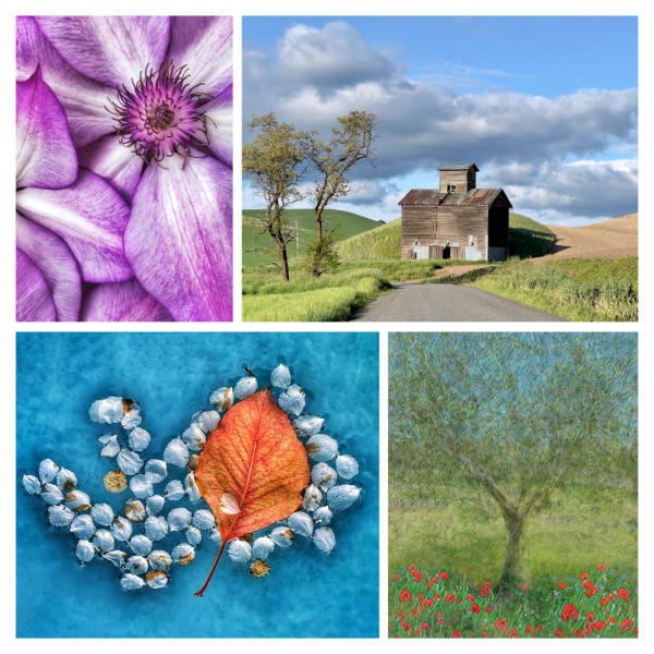 From Snap to WOW! The Ultimate iPhone Photography Workshop!